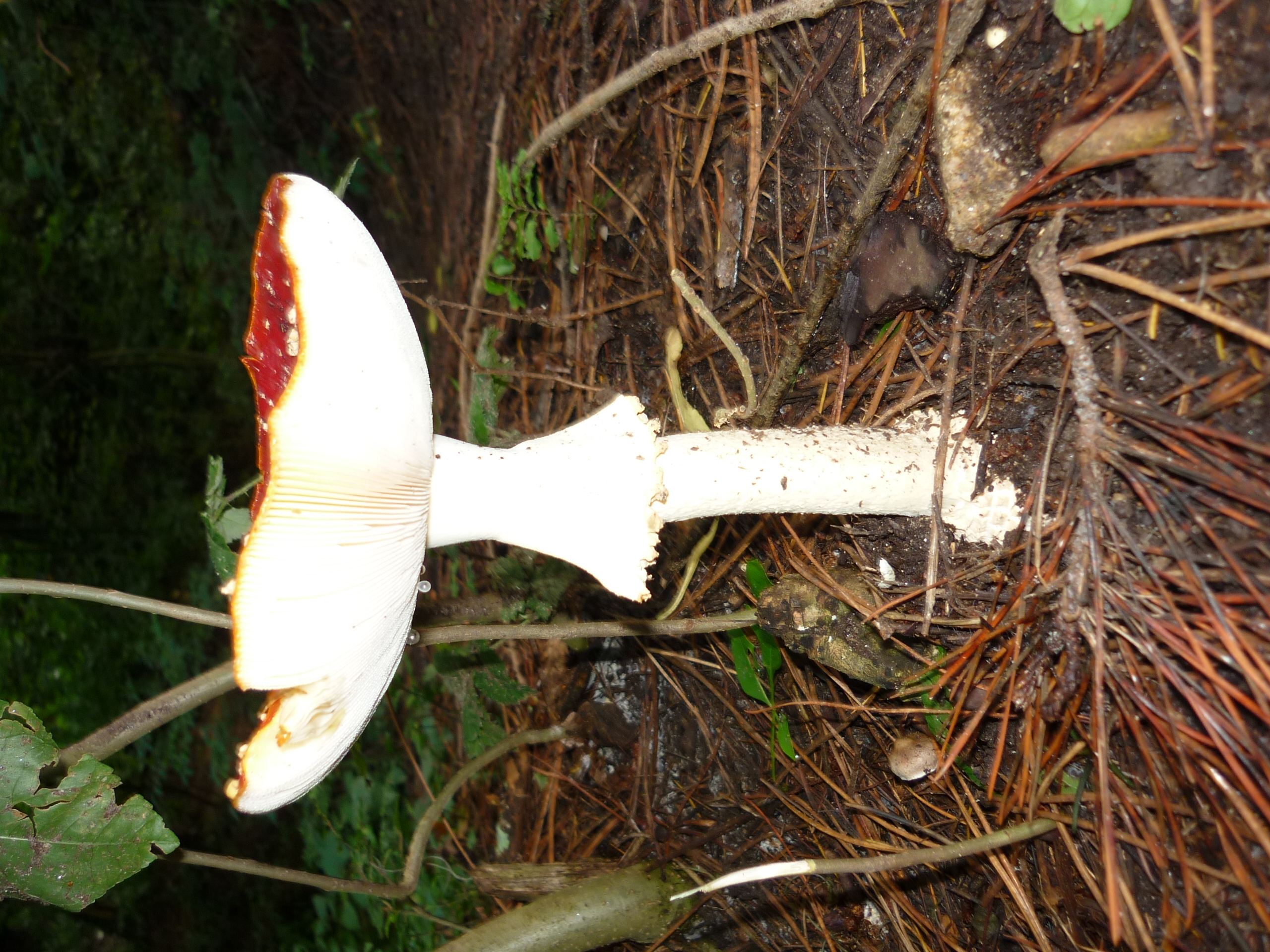 fotos/2011 - Los Reartes/P1010877.JPG